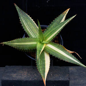 アロエ・マクラータ斑入り Aloe maculata f. Variegated ∂∂∂