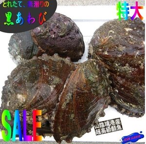 3鉾、活物直送!!「黒あわび大-1kg」素潜りで採った、山陰境港産