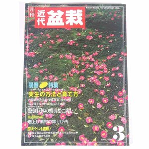 月刊 近代盆栽 No.125 1988/3 近代出版 雑誌 盆栽総合誌 園芸 ガーデニング 植物 特集・実生の方法と育て方 蝦夷松 ほか