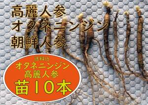 オタネニンジン・高麗人参・朝鮮ニンジン・信州人参2年生球根苗10本