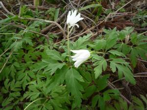 山野草　キクザキイチゲ　白　１０本　菊咲