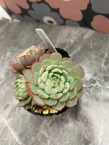 多肉植物 エケベリア セグンダアクトパン