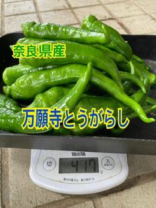 奈良県産　万願寺とうがらし　400g以上