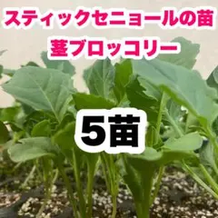 農家直送！茎ブロッコリー スティックセニョール 苗 野菜 Myt