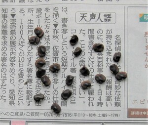 蝶豆　チョウマメ　（バタフライピー、クリトリア）　種子　花は一重咲き　約２５粒　送料込み