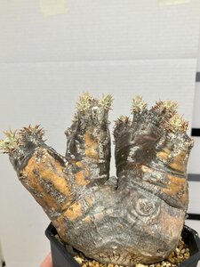 6213 「塊根植物」パキポディウム エニグマティクム 植え【発根・Pachypodium enigmaticum・多肉植物】