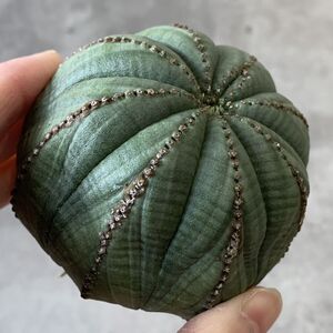 【B6793】★超巨大5.5cm株！！【SS級！極上特選大株！！】ユーフォルビア オベサ Euphorbia obesa ( 検索 アガベ 多肉植物 )