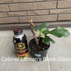 Colonel Littman’s Black Cross苗　　いちじく苗　イチジク苗