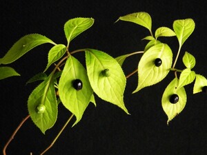 人気種 お茶花　ハナイカダ　メス木・珍品・花木・山野草