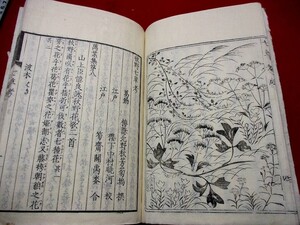 b679◇ 秋野七草考　和歌　植物　本草　和本 古書 古文書