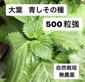 自然栽培無農薬のしその種500粒強です。 100粒を５つに小分けしています。