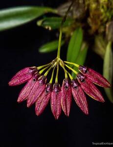 洋蘭原種 (184) Bulbophyllum skeatianum (Brown) バルボフィラム　スケアティアナム