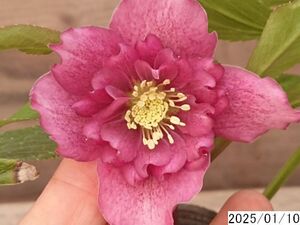 花1ガク0蕾2 開花株3.5号 小野寺園芸生産 多弁ダブル クリスマスローズ0110026