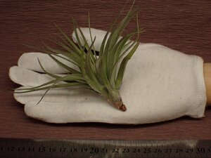 Tillandsia aeranthos 