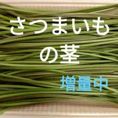 ★さつまいもの茎　300g→400g　少量　ネコポス発送　さつまいものつる