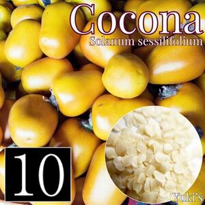 ココナ 種子x10[熱帯ベジタブル]Solanum sessilifplium