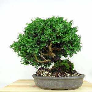 盆栽 桧 津山桧 樹高 約27cm つやまひのき Chamaecyparis obtusa ツヤマヒノキ ヒノキ科 常緑樹 観賞用 現品