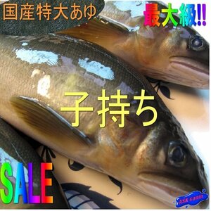 希少な「子持ち、鮎1kg」超特大な10匹位、鮮度抜群!!