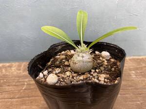 A2.パキポディウム エニグマチカム Pachypodium enigmaticum 即日発送！