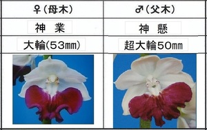 80えびね欄　６１１　神業×神懸　15-25　1-2作以降初花見込苗　山野草エビネラン