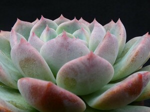 ホワイトピーチ◆充実株◆　White Peach　抜き苗　多肉植物　エケベリア　新鮮スピード発送