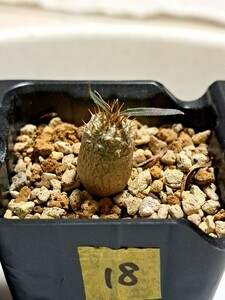 ⑱パキポディウム　グラキリス Pachypodium gracilius 実生３年【検】ウィンゾリー マカイエンセ カタフ パキプス アンボンゲンセ 光堂