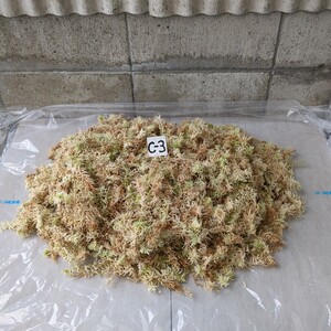 国産水ゴケ　台ゴケ用　約1,2㎏　　　Ｃ-③　　　　富貴蘭 長生蘭 野生ラン 古典植物