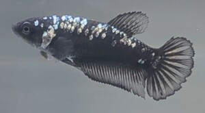 【ほっぺちゃんFARM】〈ベタ・Betta〉O-9 ブラックマンバ・サムライPK (メス♀)☆SALE☆