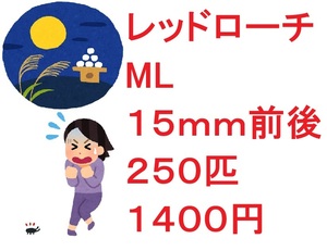 レッドローチ　ML １５ｍｍ前後 ２５０匹　１４００円