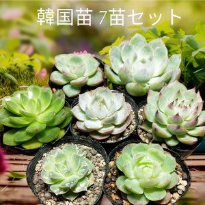 韓国苗 等 多肉植物 セット A 7苗セット オリジナルブルーサプライズ 等