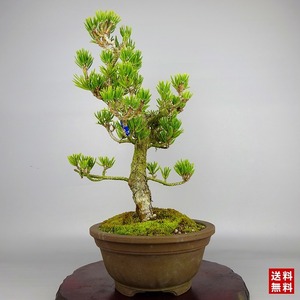 盆栽 松 寸松 黒松 樹高 約38cm くろまつ Pinus thunbergii クロマツ マツ科 常緑針葉樹 観賞用 現品