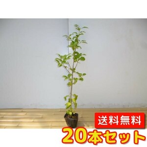 ヤマボウシ 樹高0.8m前後 10.5cmポット （20本セット）（送料無料） 苗 植木 苗木