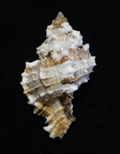 貝の標本 Murex pomum 67.1mm.FL.