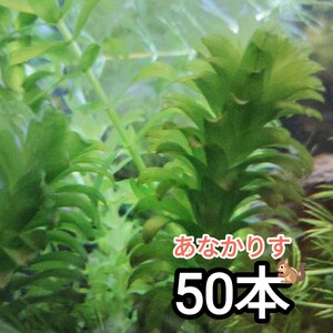 アナカリス無農薬50本・淡水用・水質浄化