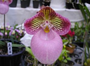 HIF洋蘭 503 Paph. micranthum