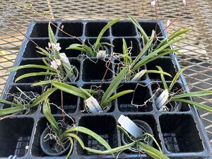 洋ランlonopsis utricularioides 9株セット！オンシジュームに近縁！可愛い薄ピンクの花が咲く！栽培簡単！お買い得セットです！南米原産②