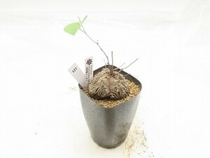 ■[W127]elephantipes var. montana　亀甲竜　モンタナ　実生苗【多肉植物　Dioscorea　ディオスコレア】