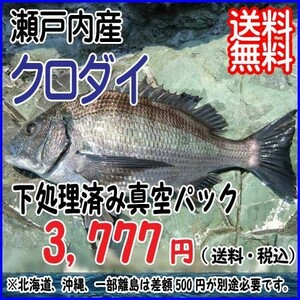 愛媛 クロダイ 1~1.5kg原体サイズ 刺身 煮魚 焼魚 下処理済み 送料無料 北海道・沖縄・東北は別途送料 宇和海の幸問屋