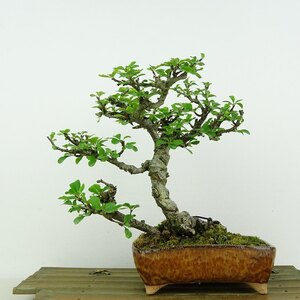 盆栽 梅 長寿梅 樹高 約18cm ちょうじゅばい Chaenomeles japonica 