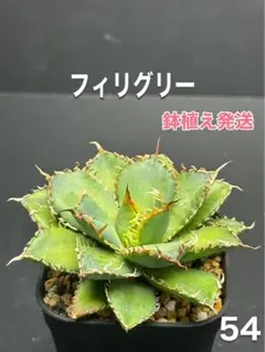 アガベ　チタノタ　フィリグリー　鉢植え発送‼️ 54