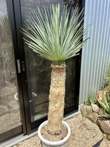 ユッカ ロストラータ Yucca rostrata ①太株