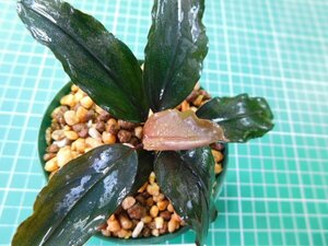 ◎2803N82　 (自家栽培）水草　ブセファランドラ　Bucephalandra sp. Ghost2016