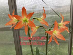 原種　アマリリス・ブロスフェルディア　Hippeastrum blossfeldiae 分球苗