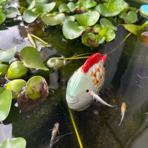 浮陶器 魚 1点 睡蓮鉢 メダカ鉢 ビオトープ