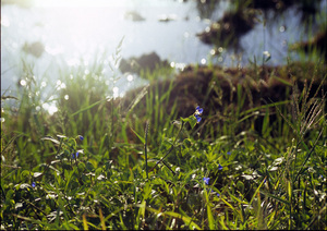 【限定品】!　朝の光 Morning light　 / 館山市高井 　撮影者：村山ヒデカズ 