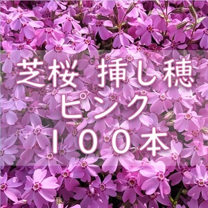 芝桜 挿し穂用カット苗 100本 6～8cm ピンク◆シバザクラ 耐寒性◎ 多年草宿根草 常緑 グランドカバー 園芸 ガーデニング 挿し木