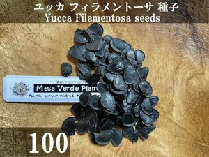 ユッカ フィラメントーサ 種子 100粒+α Yucca Filamentosa 100 seeds+α 種