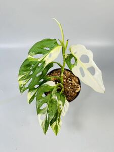 「09」Monstera Adansonii Variegata マドカズラ　斑入り　モンステラ アダンソニー　ハーフムーン　バリエガータ　