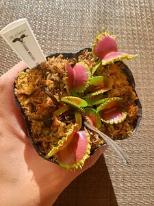 食虫植物 Dionaea muscipula 大狼 実生ハエトリソウ