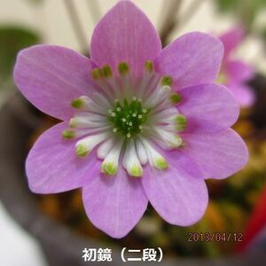 雪割草　銘品　初鏡×跳珠　2芽